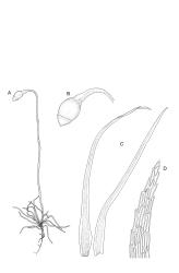 Image: R.C. Wagstaff © Landcare Research 2014 